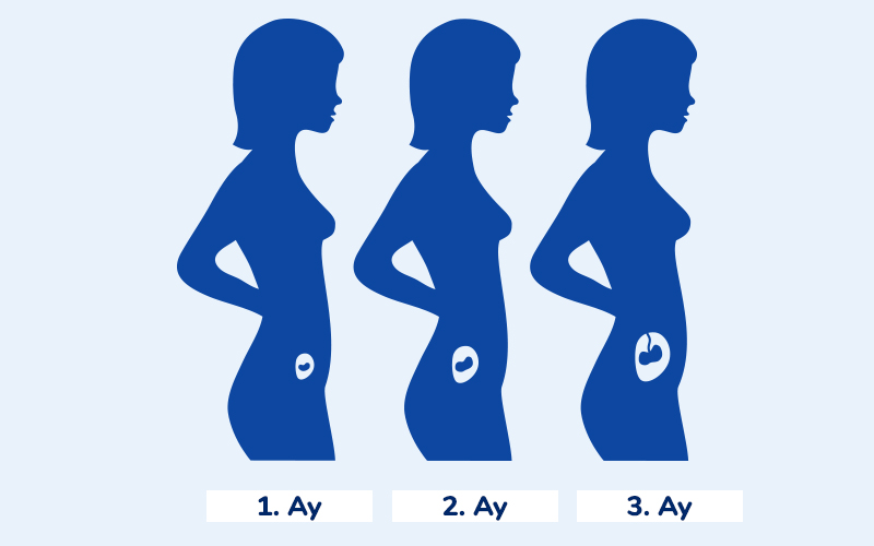 1. Trimester